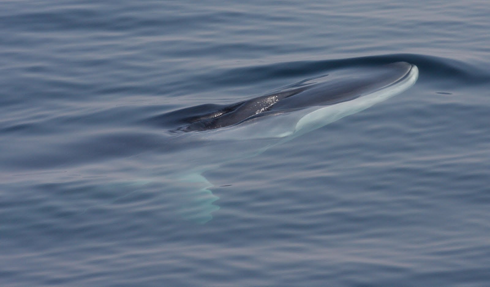 Fin whale surfacing next to the boat