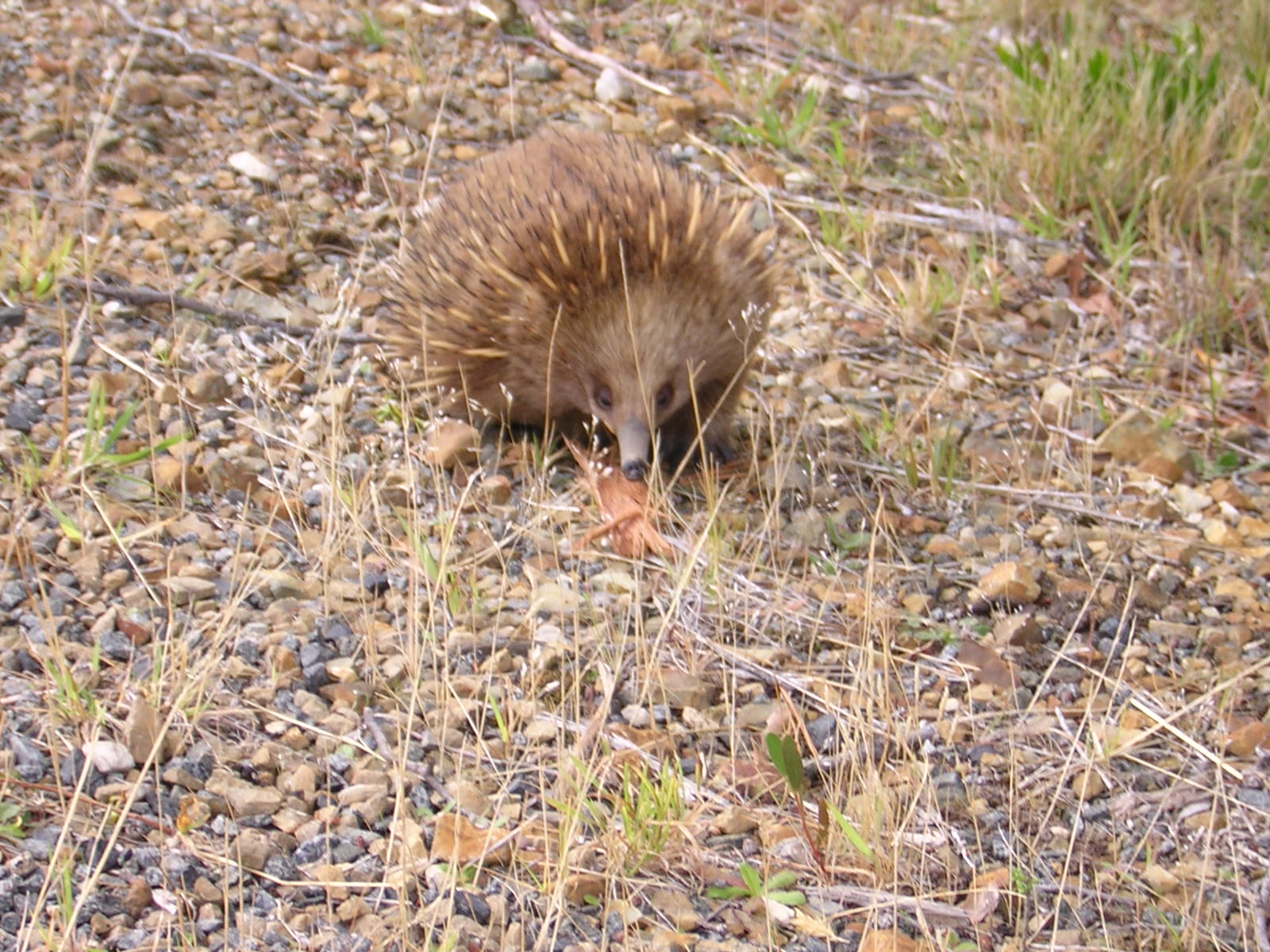 Bruny Island Parks And Wildlife Bruny Island Parks And Wildlife