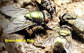 Lalat Hijau, Green Bottle Flies