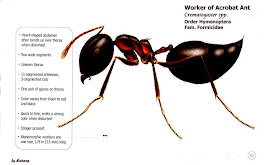 Crematogaster sp., Acrobat Ant