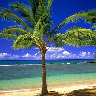 Palms, beach, sea download free wallpapers for apple iPad