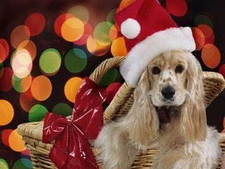 Božićne slike besplatne pozadine za mobitele download pas