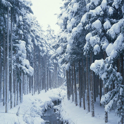 Winter, Snow, Forest, River download free wallpapers for Apple iPad