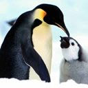 Pingvini download besplatne slike pozadine za mobitele
