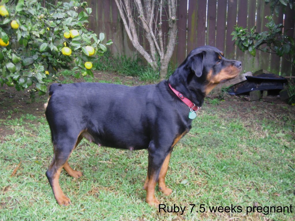 Rottweiler Pregnant 73