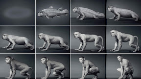 Gokil, Foto Teori Evolusi Manusia Versi Daniel Lee