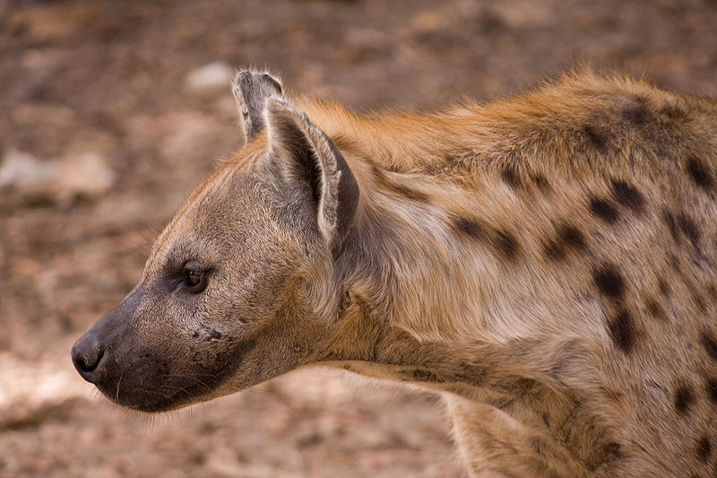 ROAR AFRICA Tails: Hyenas laugh's and giggles decoded