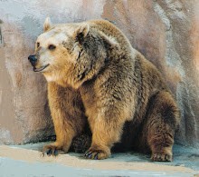 Brown Bear