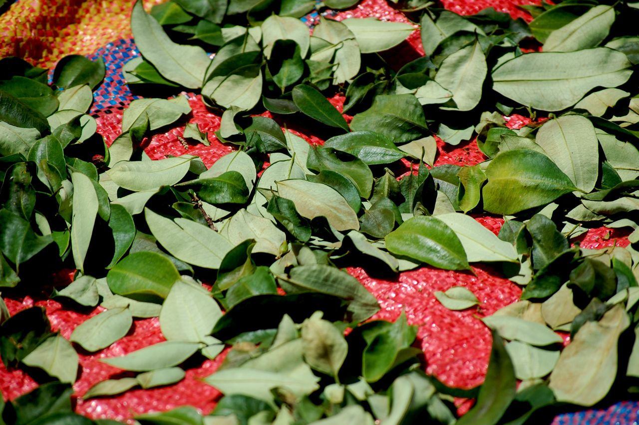 crazy little thing called blog Coca Plantation