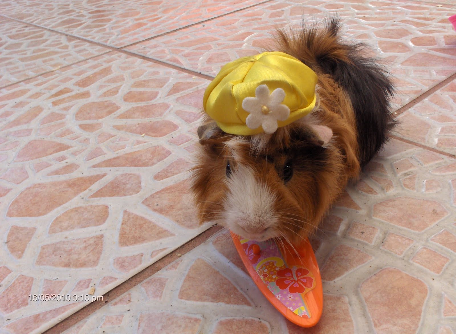 mundocuyo ventajas y desventajas para tener un cuyo como mascota mundocuyo
