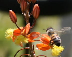 Bulbine