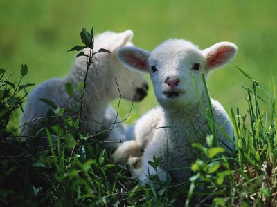 [Image: lambs.jpg]
