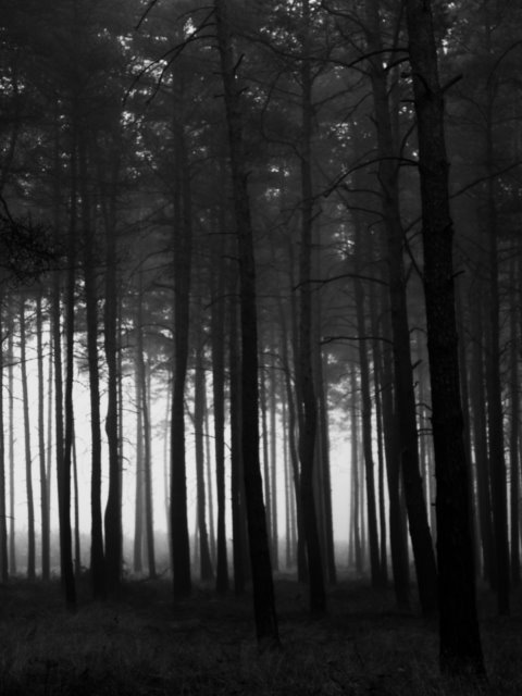 [dark+woods.jpg]