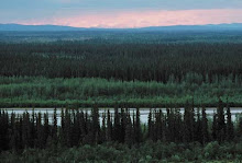 From here, in the boreal forests of Siberia...