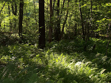 Ferns & sunshine