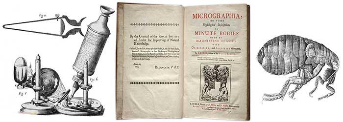Hooke's Micrographia