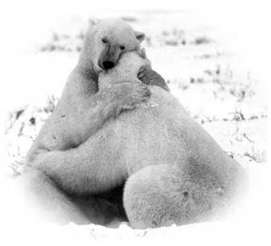 Bears hugging
