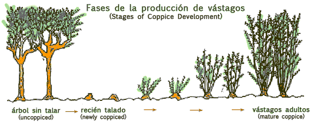 Stages of coppicing
