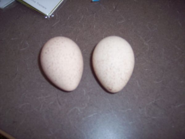 [turkey+eggs.jpg]