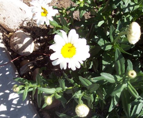 [daisy.jpg]