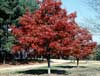 [red+maple.jpg]