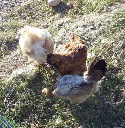 [chickens.jpg]