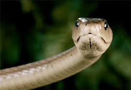 boko haram spiritual snakes