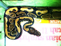 POPURI REPTILES: POPURI REPTILES : ULAR BALL PYTHON / PYTHON REGIUS, MURAH