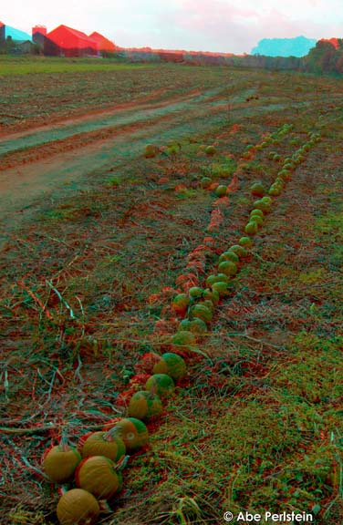 [071023-Simsbury--Pickin-Patch--pumpkins-in-line-ANA-C-BLOG.jpg]