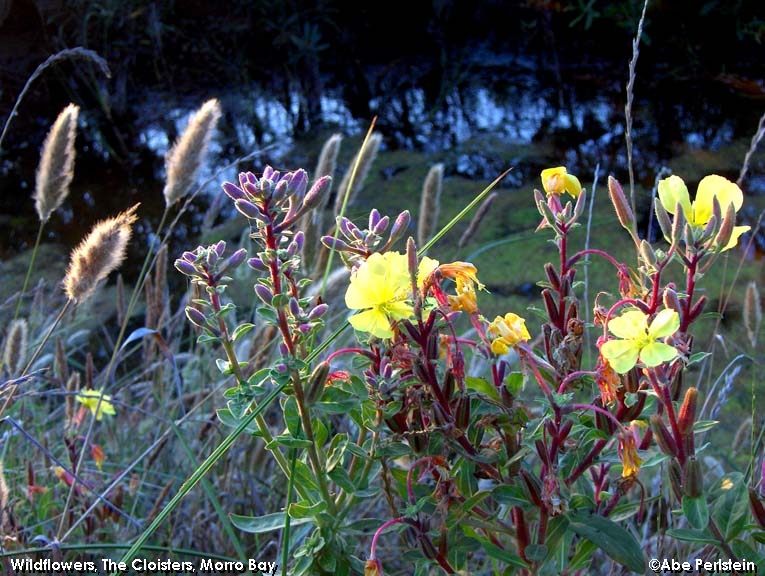 [060801-The-Cloisters--ditch-side-wildflowers-E-C.jpg]
