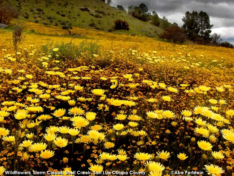 [060415-Shell-Creek--yellow-flowers-E-C.jpg]