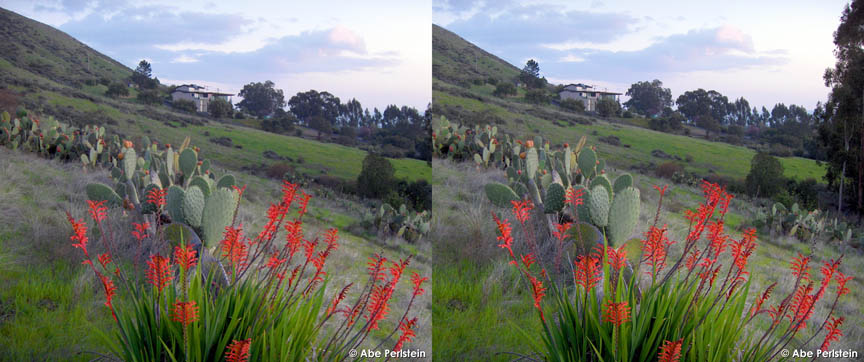 [070301-SLO--Bowden-Ranch--orange-flowers-X-C-BLOG.jpg]