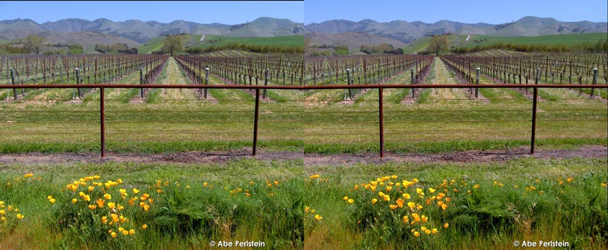 [070331-SLO--Orcutt-Rd--poppies-vineyard-X-C-BLOG.jpg]