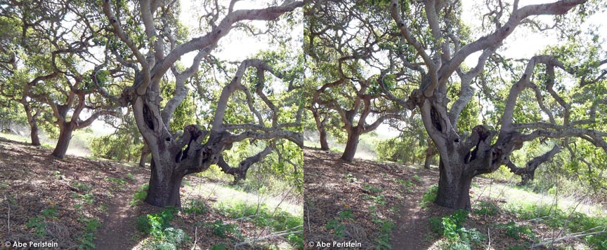 [070403-Crespi-Trail--oak-grove-1-X-C-BLOG.jpg]