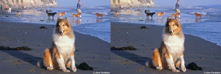 [070818-Santa-Barbara--Finn-17-X-C-BLOG--cAbePerlstein.jpg]