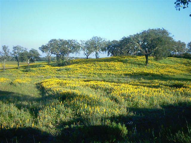 [alentejo%20grande.jpg]