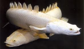 Polypterus Senegalus