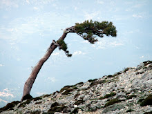 El árbol.