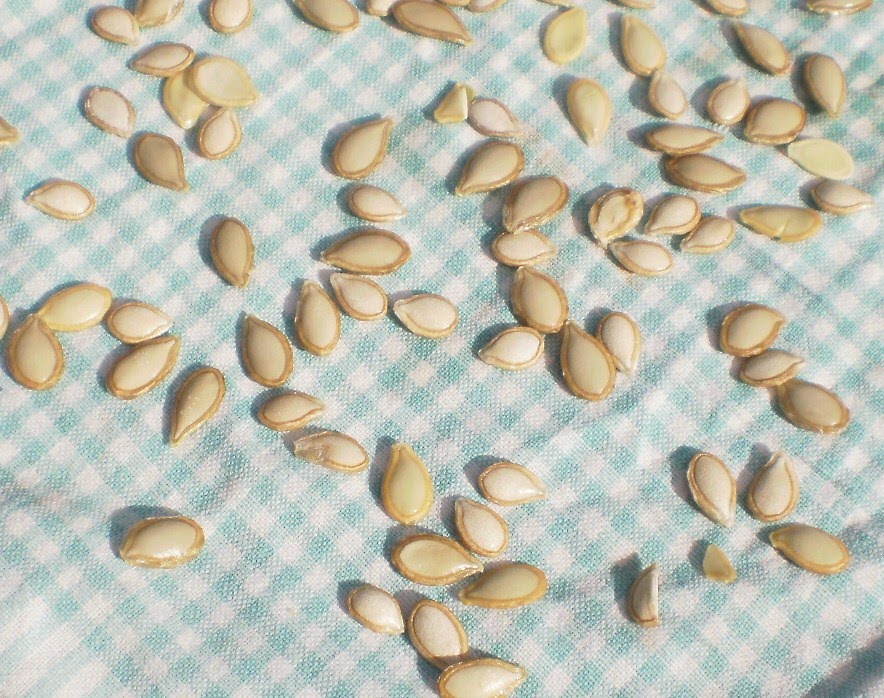 pobblebonking drying pumpkin seeds