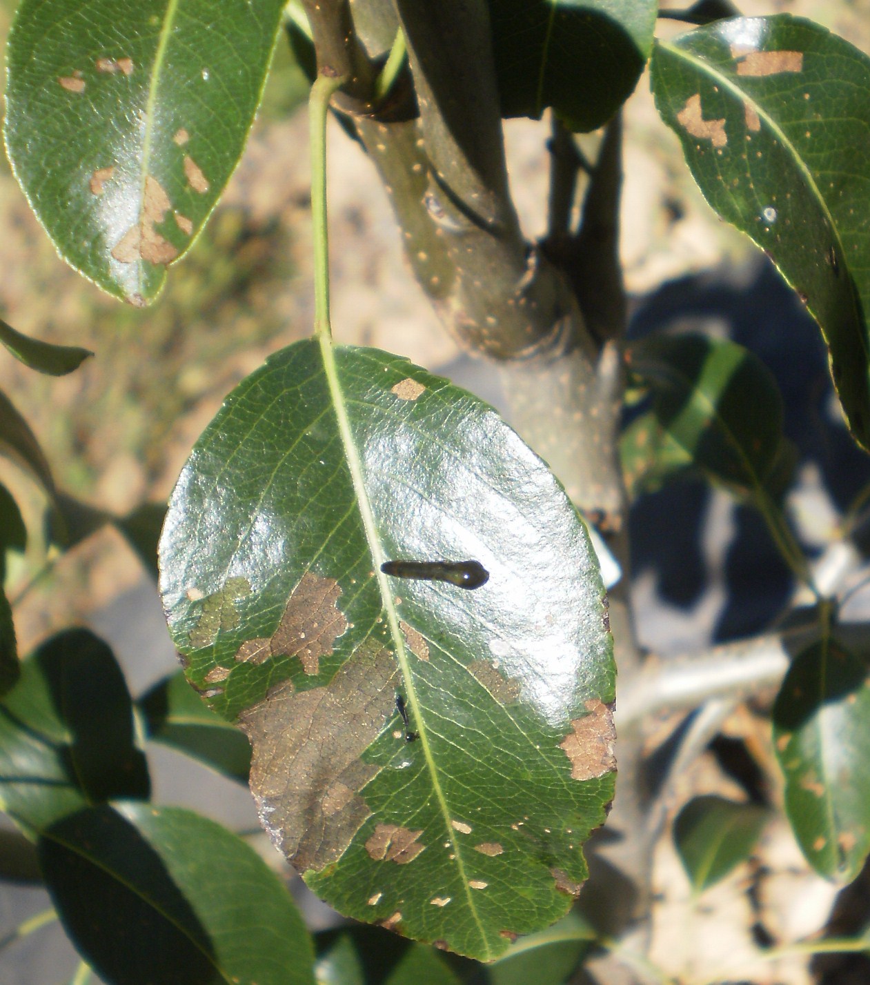 pobblebonking cherry tree slugs