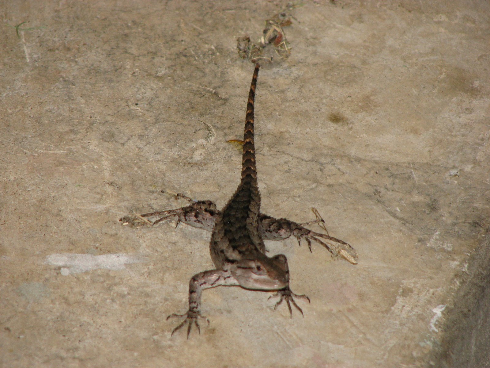 [Lizzard+Sept+2008+002.jpg]