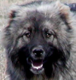 Caucasian Ovtcharka - Ποιμενικός Καυκάσου