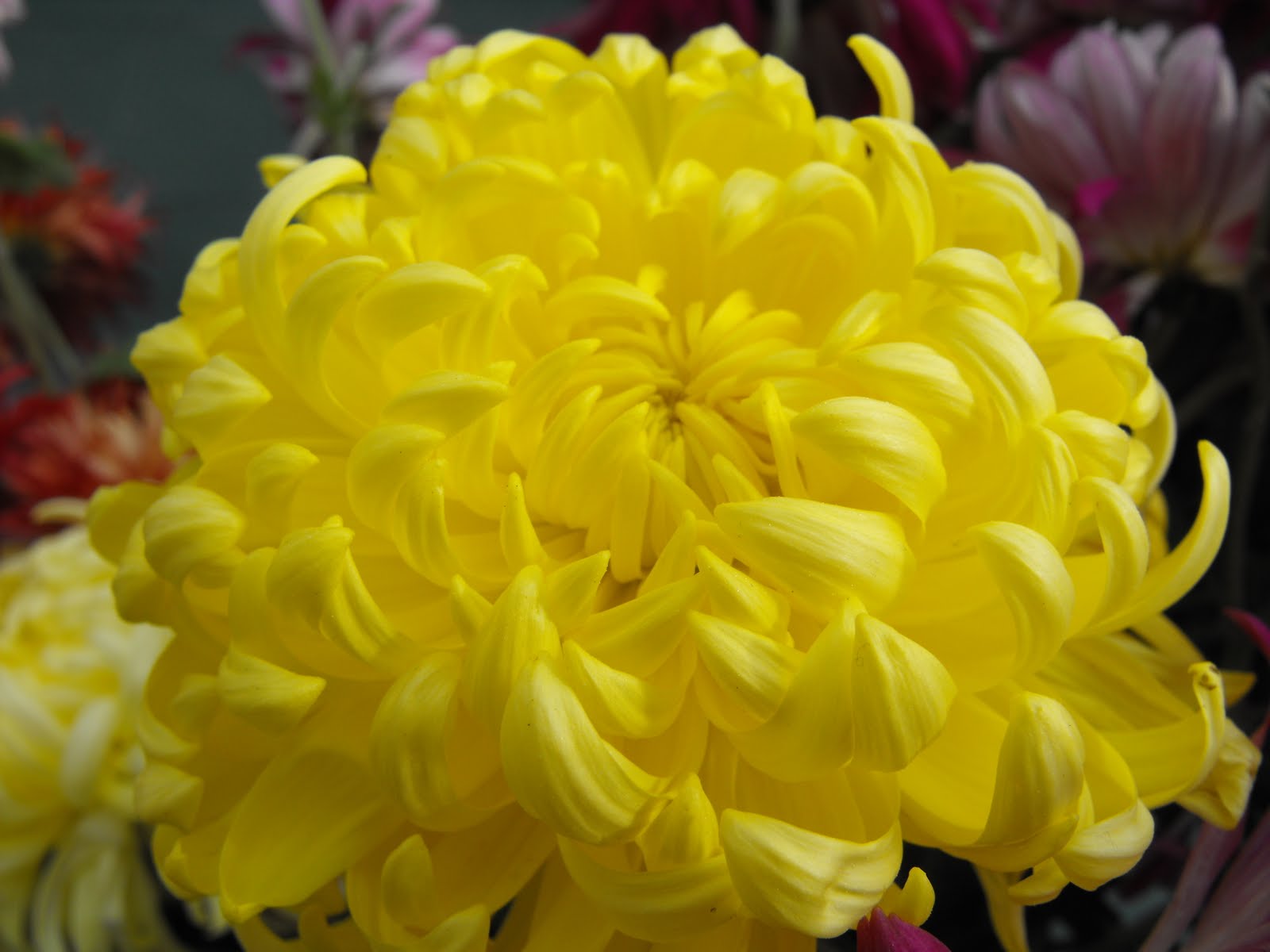 Recepti: Хризантеми, хризантеми