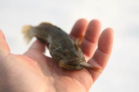 Ice Fishing Russia: Icefishing for Amur sleeper (Percottus glehni)