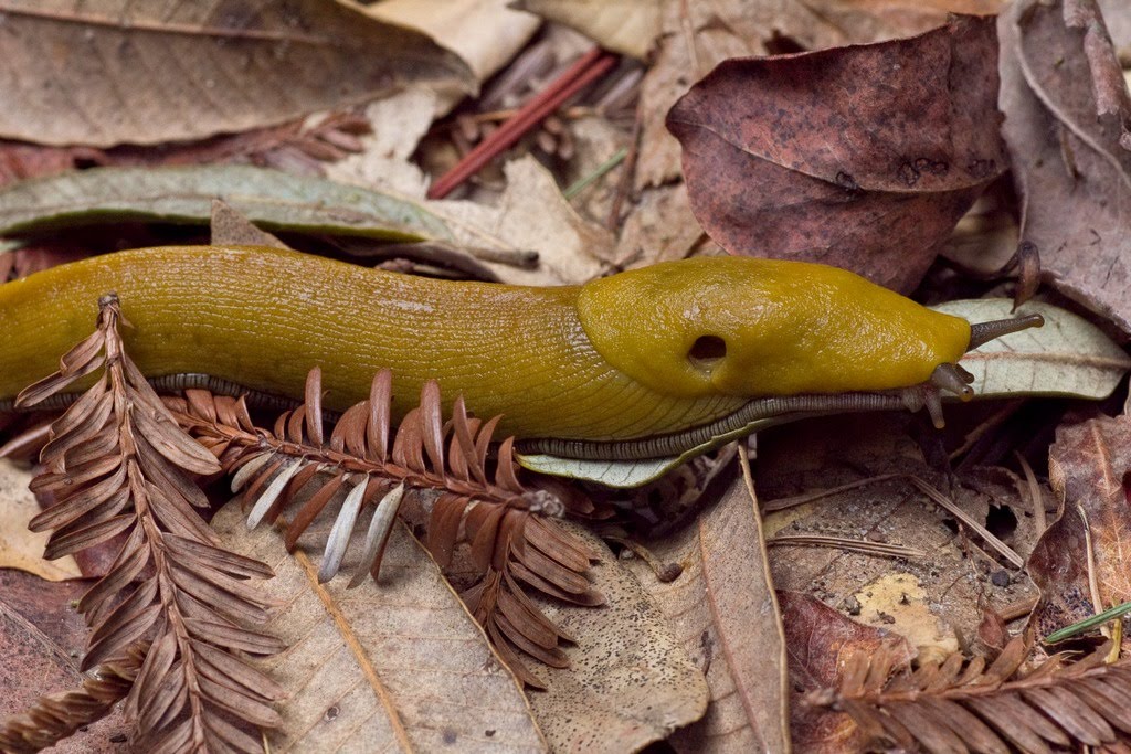 AVCR8TEUR S PHOTO BLOG Banana Slugs
