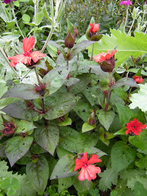 Here is a cultivated variety of the Maltese Cross called Molten Lava. I would like to have more of these, but have not seen them offered in years.