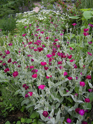 Lychnis and feverfew, two very easy to grow plants. Lychnis is a shortlive perennial (possibly more of a biennial) but reseeds very readily and is easy to transplant. Feverfew is supposed to help with migraines, and it so pretty, how could I not want to grow it?
