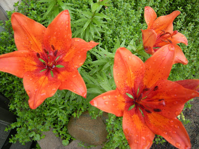 These lilies were planted by squirrels. I guess it was a sort of peace offering for all the irritating things that they do in my garden.