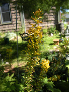 Przewalskii ligularia . I want more of this but am having trouble finding it now.