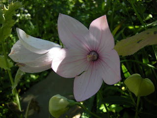 Astra Pink balloon flower. I impulsively bought two of these last year and almost lost them this spring. I uncovered one under some fallen bee balm and another under a bunch of fallen daisies. They were both doing great and are finally blooming.